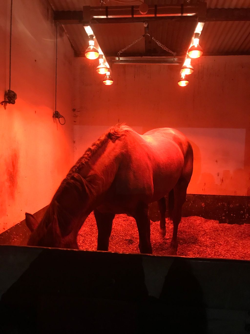 Equine solarium Equine solarium