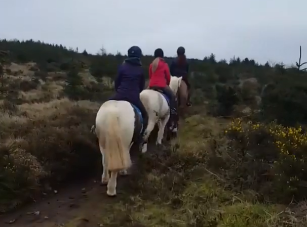 white horse trailing