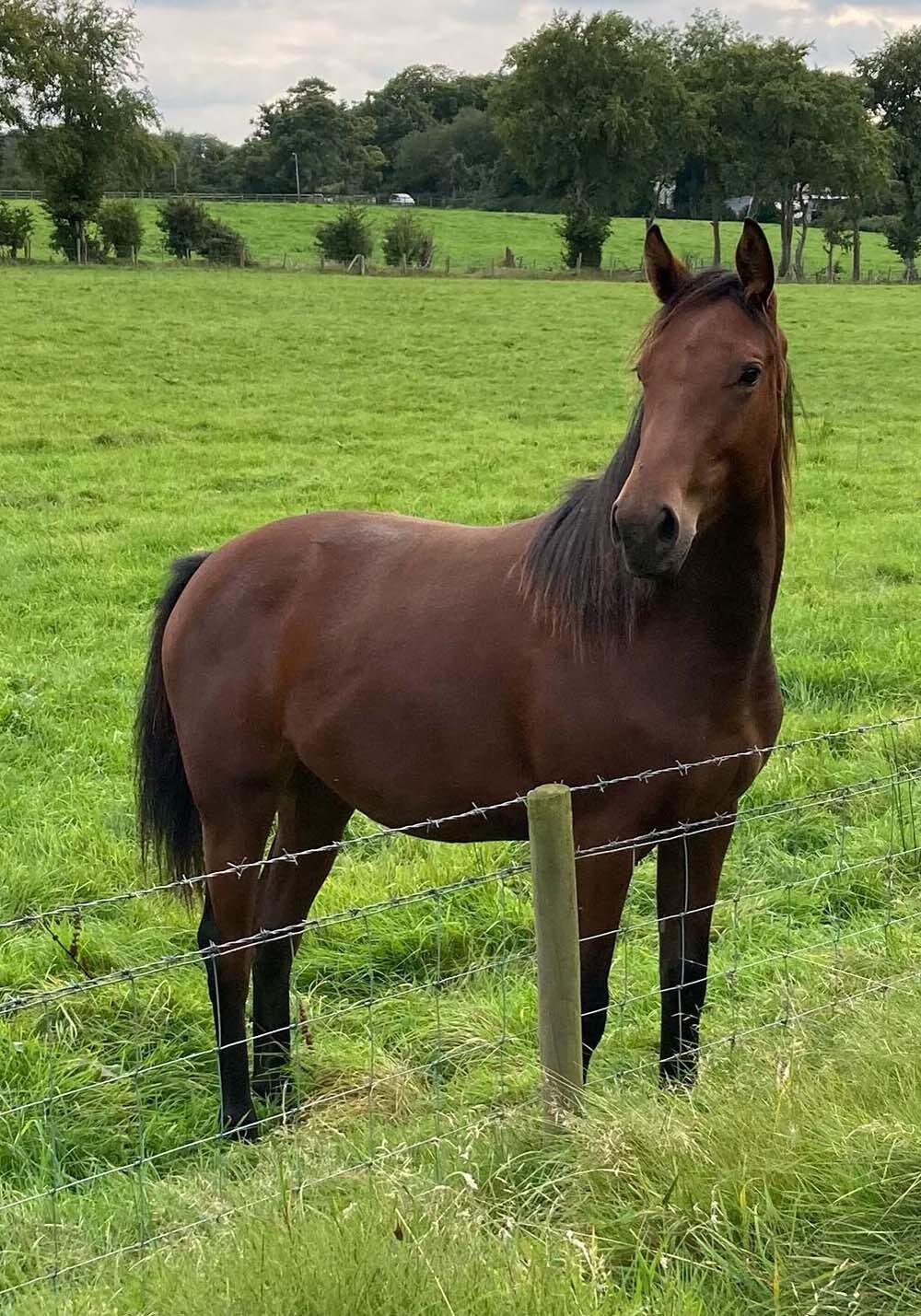 image0-portrait Brown horse standing behind a barbed wire fence in County Antrim