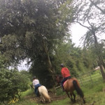 2 horses riding into the woods in County Antrim