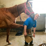 Farrier in action fixing horse hooves in County Antrim