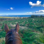 View from the back of a horse looking to the coast in County Antrim