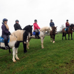 horses in field in County Antrim