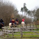 group of horses walking into forest trail in County Antrim