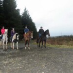 Group of horses standing at the top of a forest trail in County Antrim