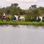 3 horses walking beside lake in County Antrim