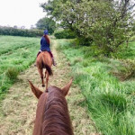 View from back of a horse looking at other rider in County Antrim