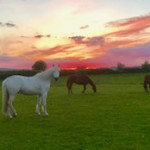 horses in field with sun set in the background in County Antrim
