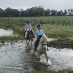 2 horses walking through water in County Antrim